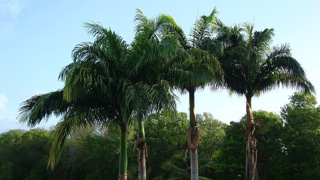 Palm'Studio Anse De Caritan Sainte-Anne Ngoại thất bức ảnh
